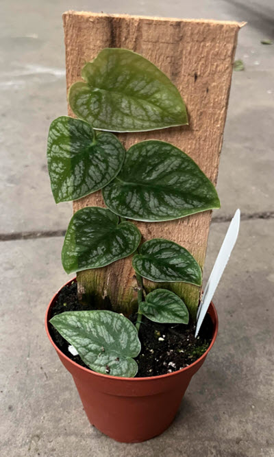 4" Monstera Dubia Plaque